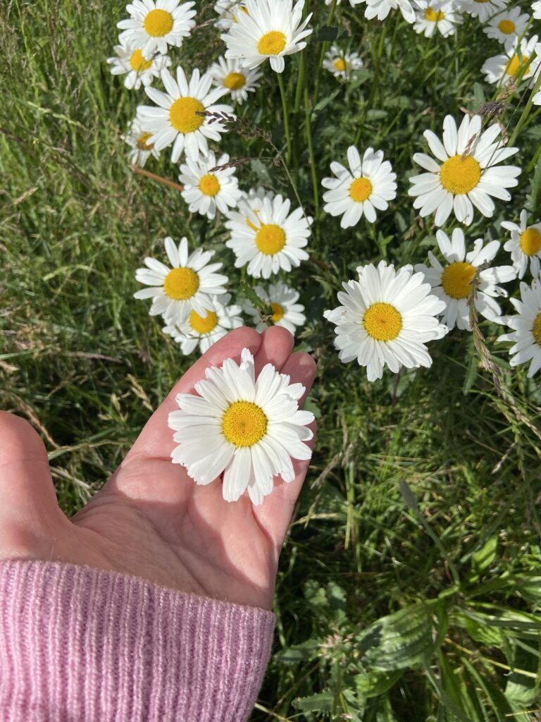 pmdd to peace